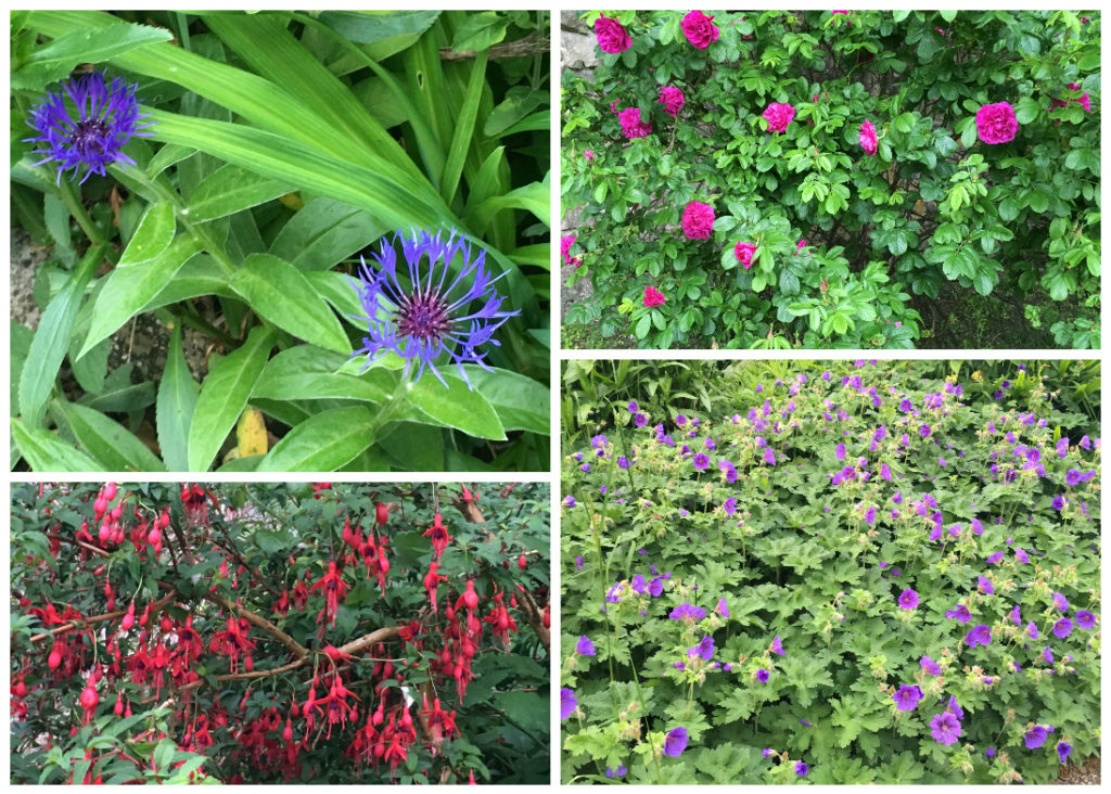 Flowers in the historic walled garden at Dunraven Bay, Southerndown