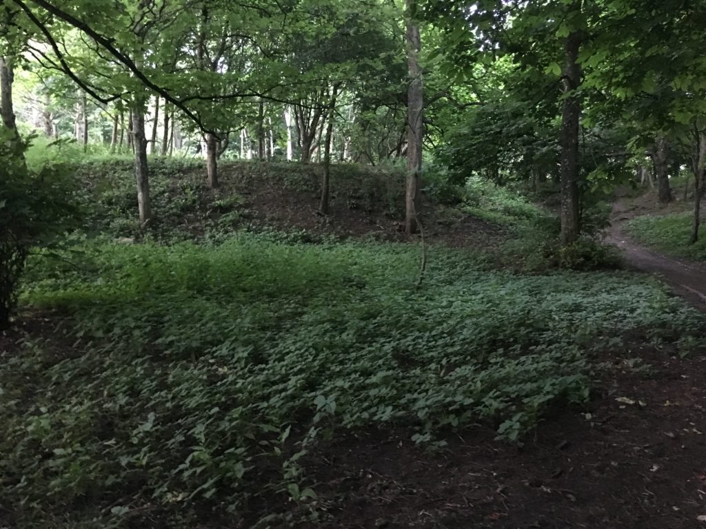 Wild garlic forest at Dunraven Bay