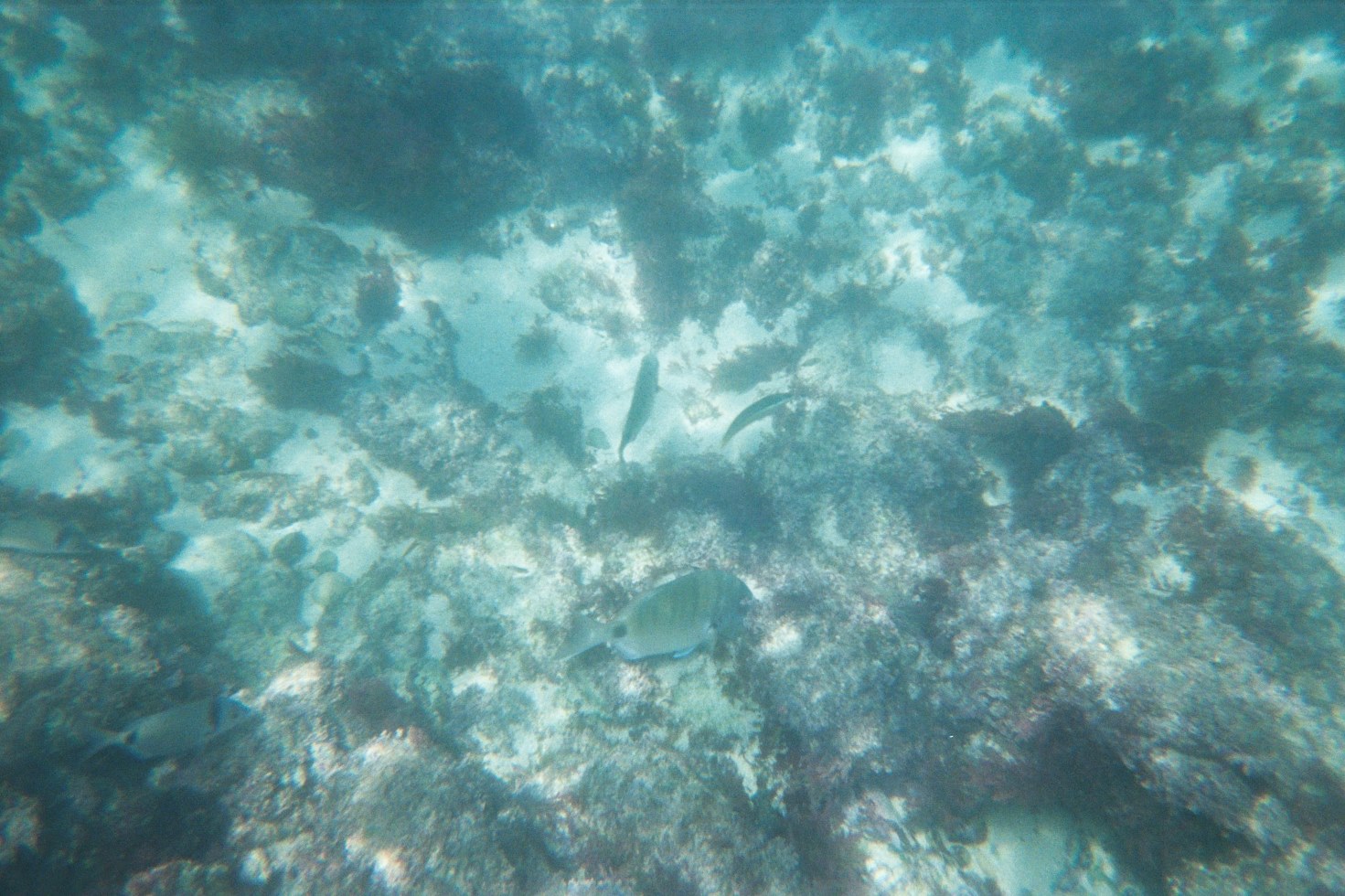 Snorkelling in Lagos, Portugal