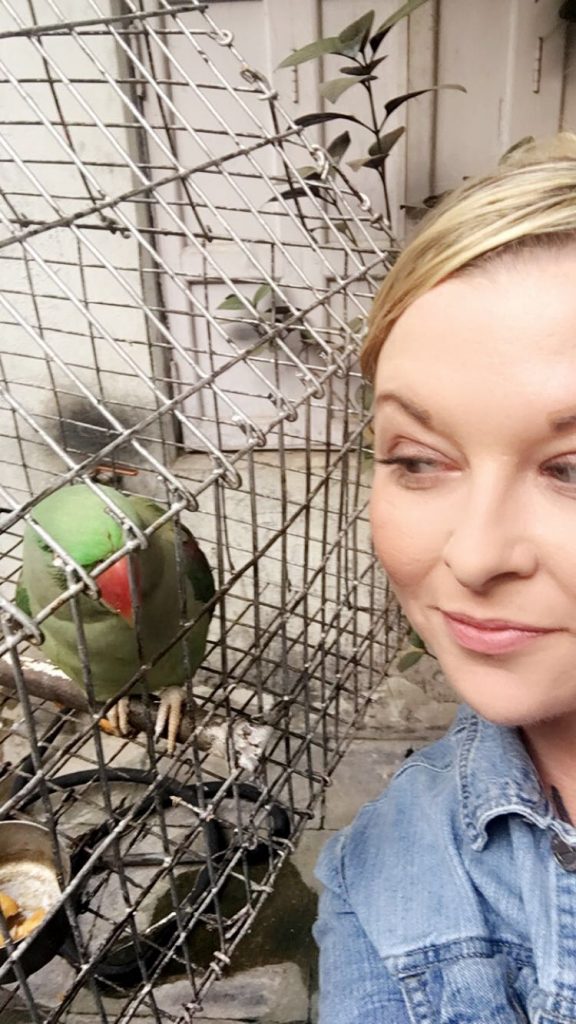 Parrot in Varanasi