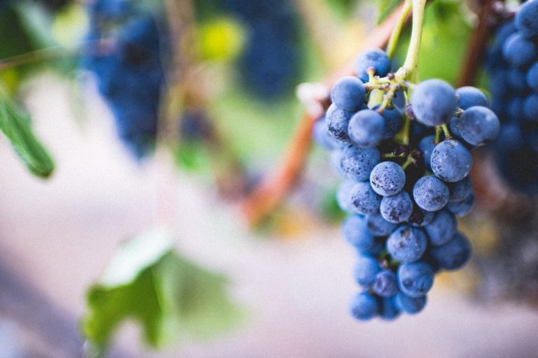 Grapes in vineyard