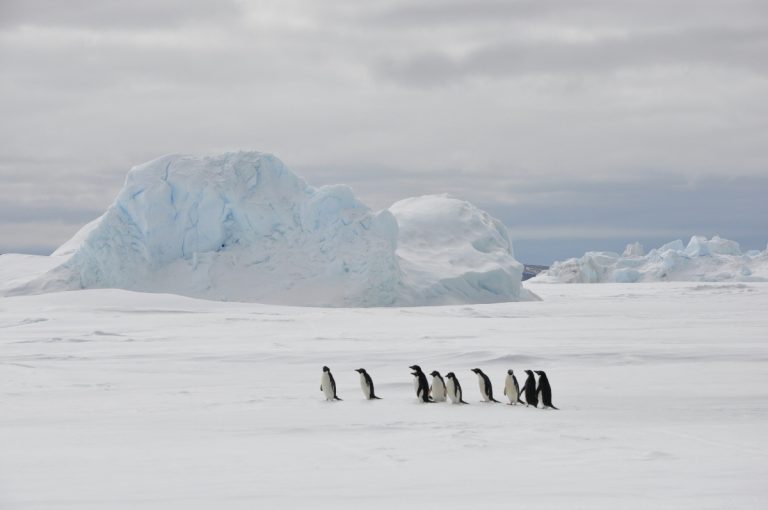 Antartica