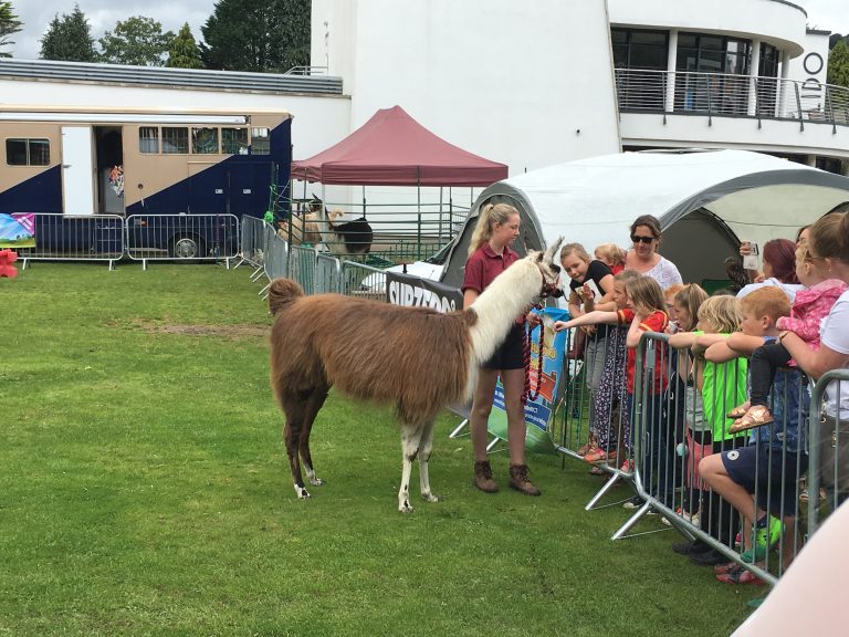 Llama at The Big Welsh Bite 2017 food festival in Ynysangharad Park, Pontypridd, Rhondda