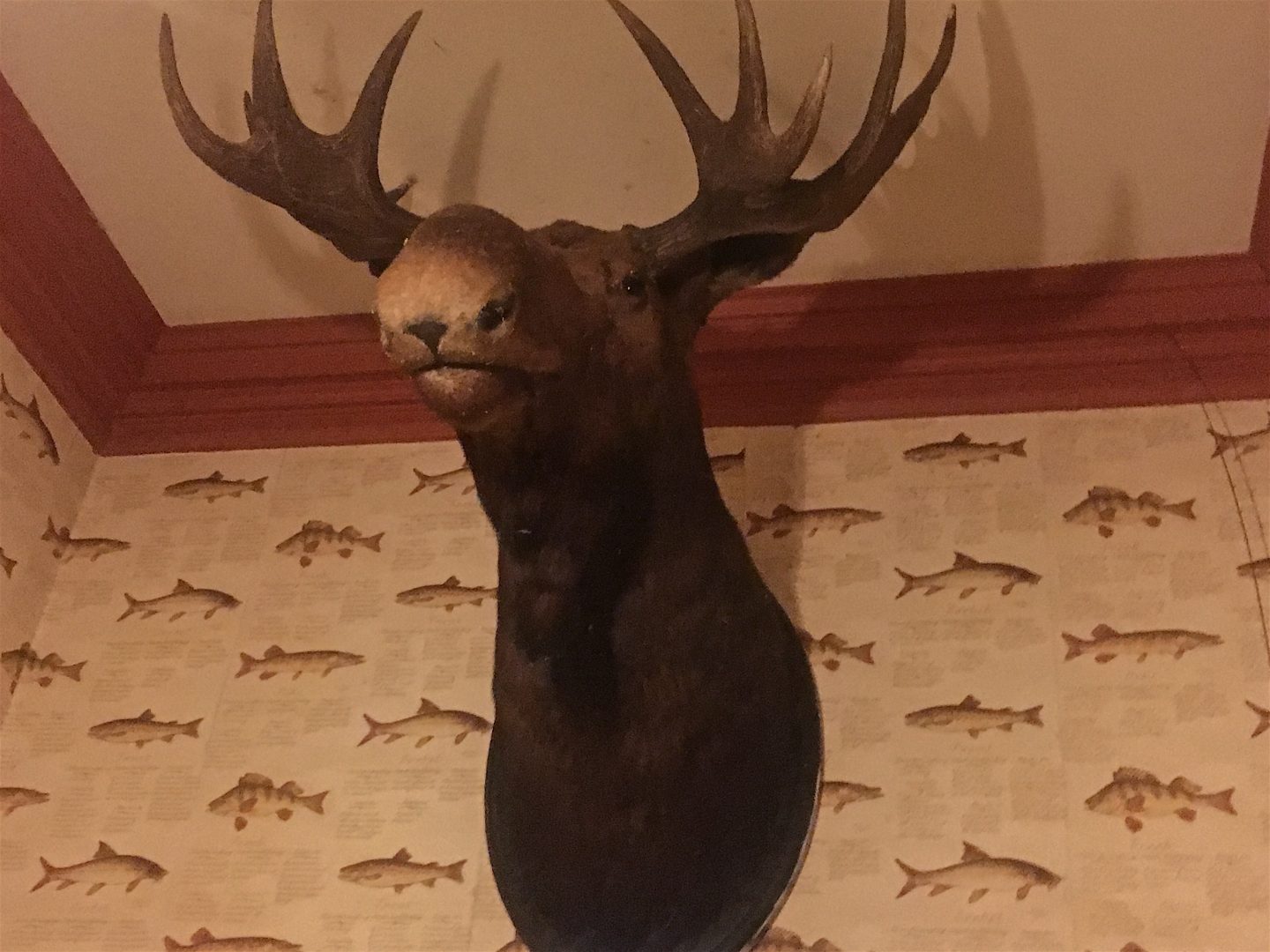 Stag's head at Gliffaes Country House Hote