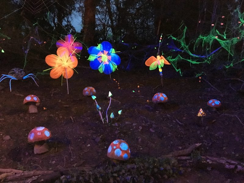 Fluoroescent flowers at the Winter Lights Parade at Bluestone Wales