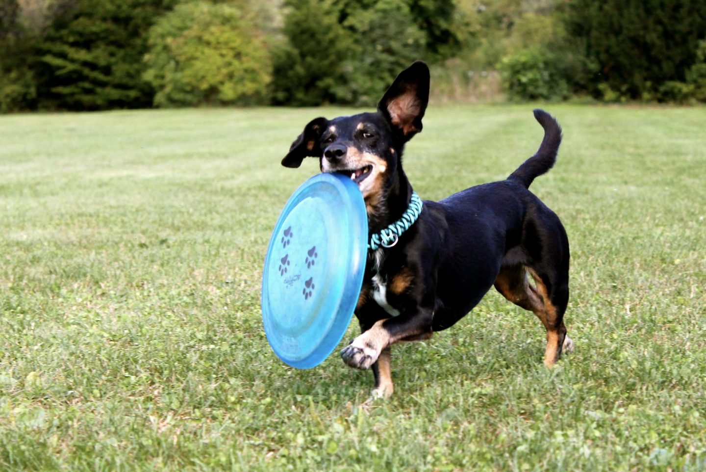 A Dachshund dog playing with a blue frisbee