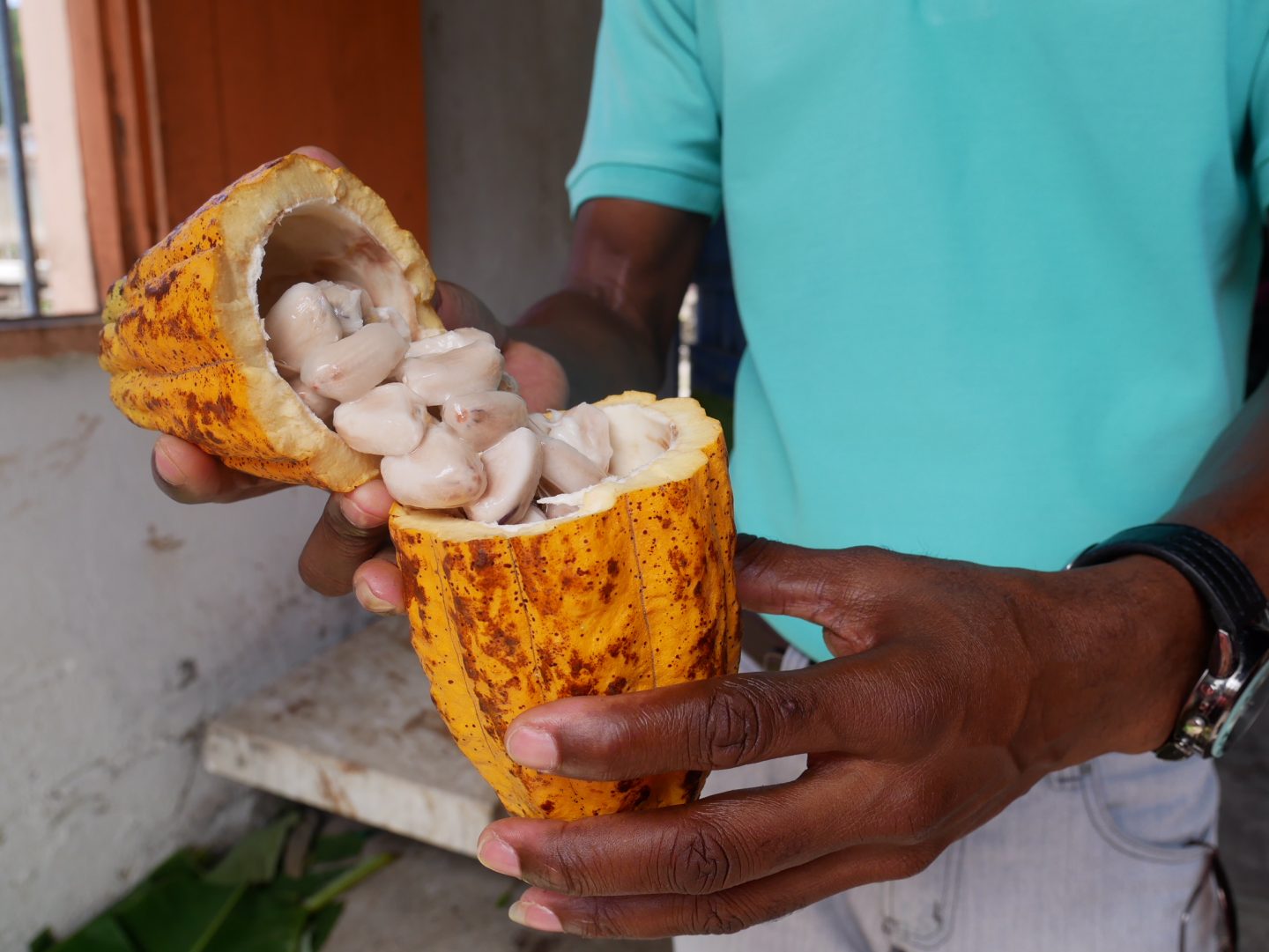 Tasting cacao beans fresh from the pod at Belmont Estate, Grenada