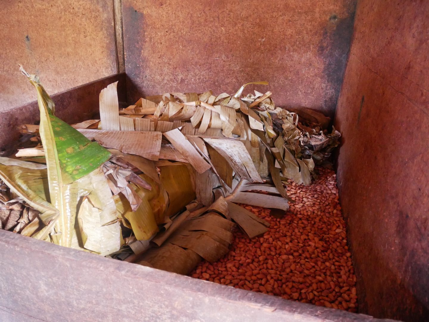 Fermenting cacao beans at Belmont Estate