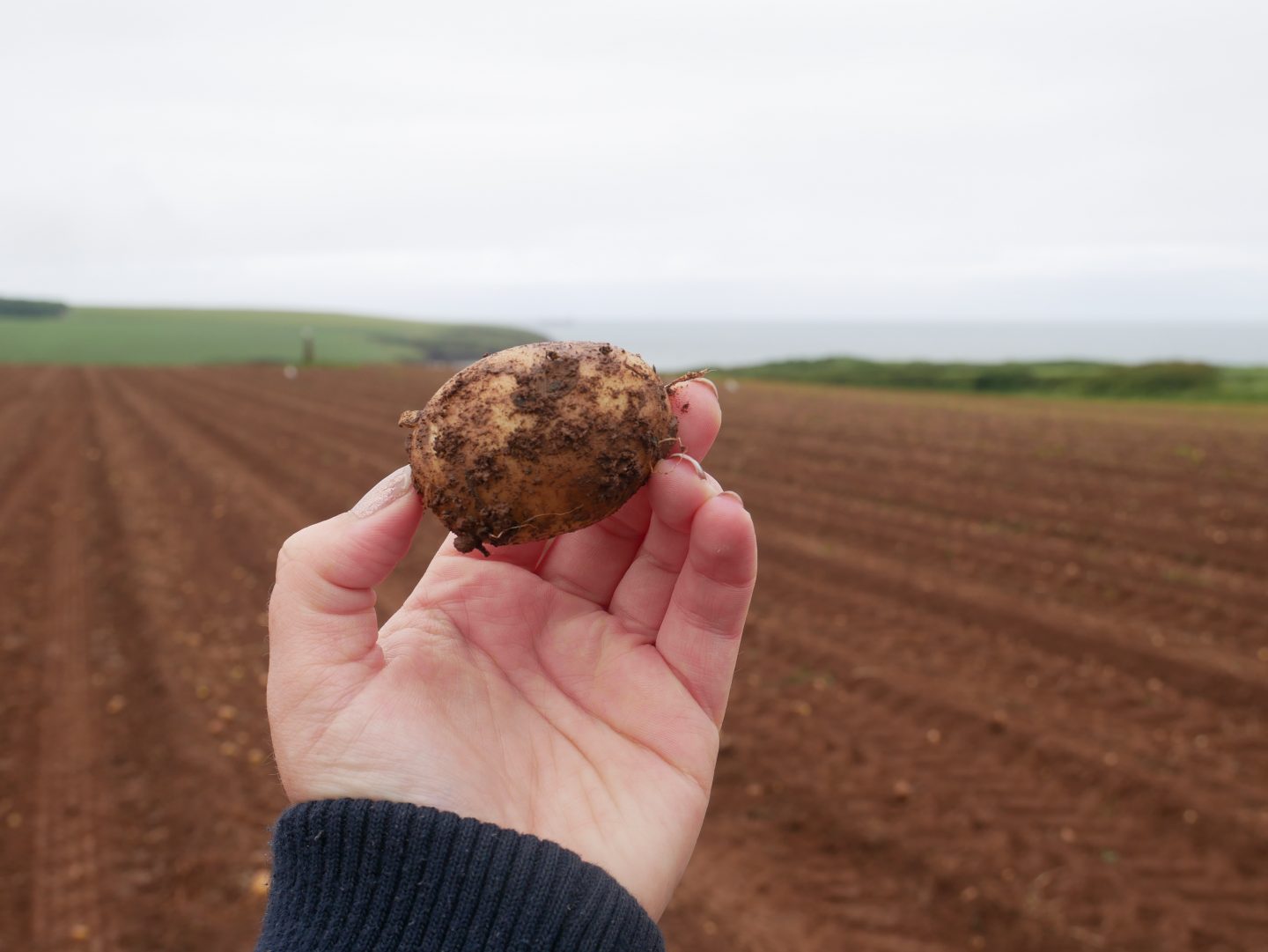 Pembrokeshire Early potato