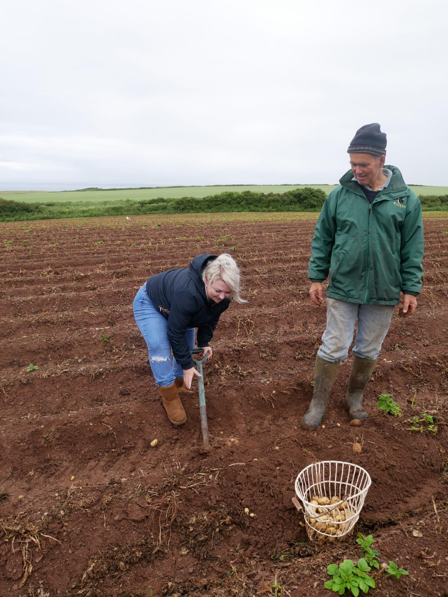 Digging up Pembrokeshire Early potatoes at Windmill Farm