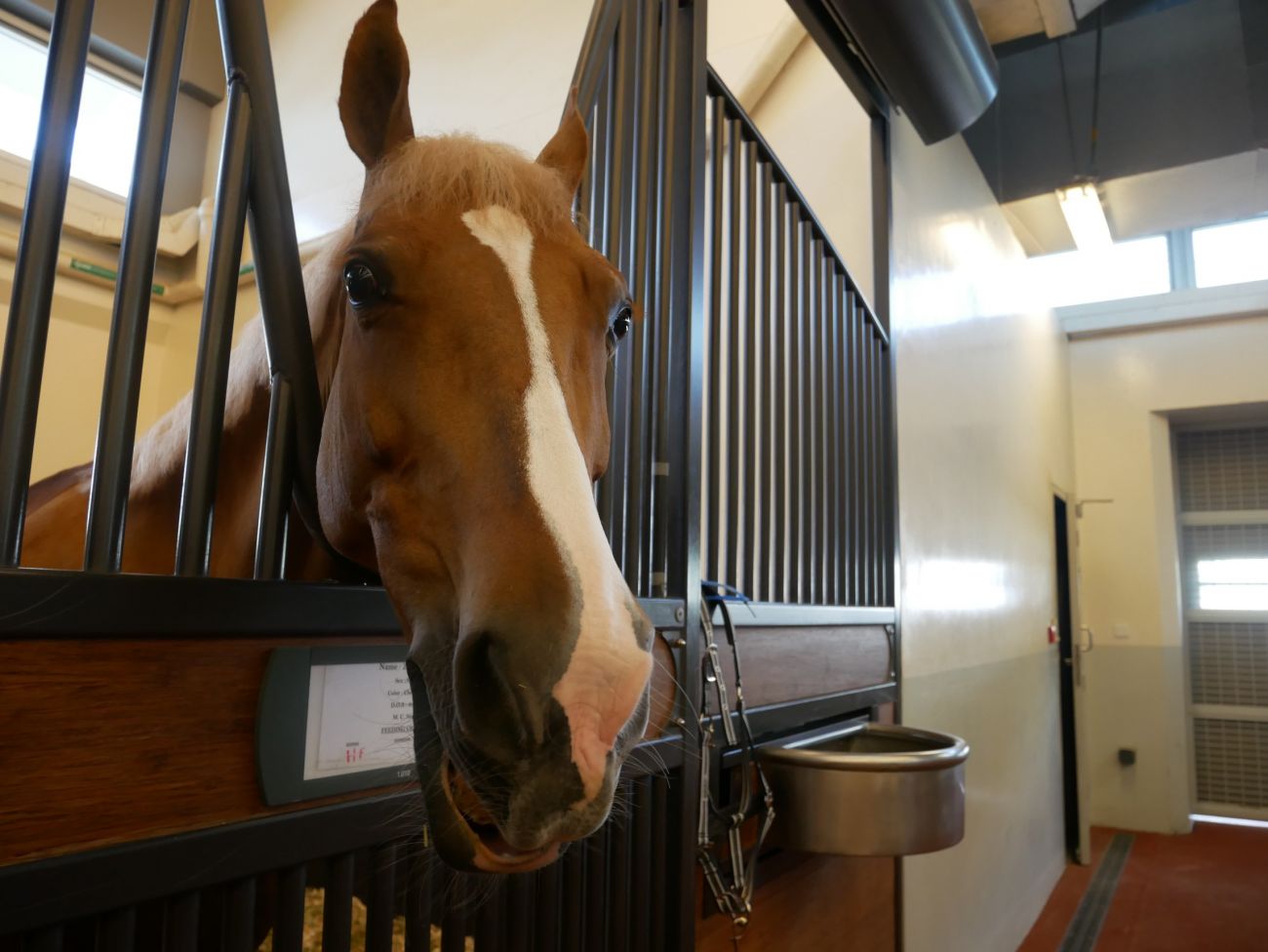 A horse poking its head through a pen. Visiting the UK's biggest horse sanctuary must one of the most unusual things to do in the UK on a day-out.