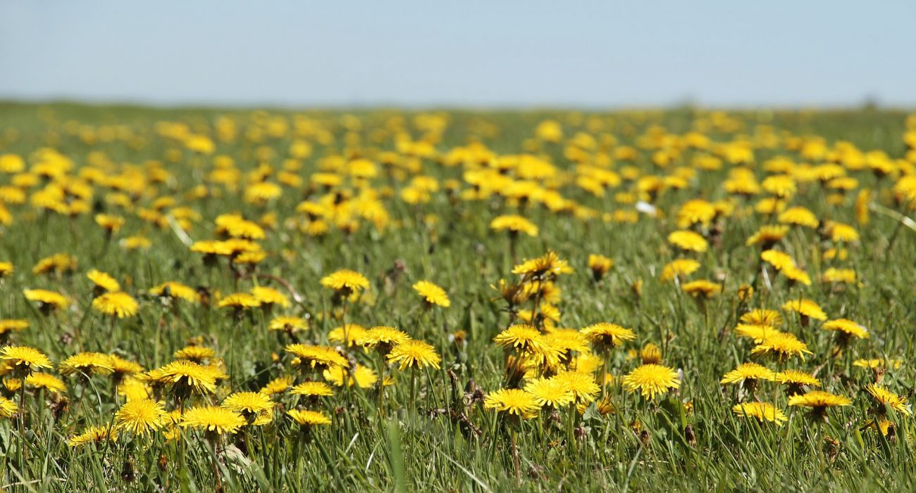A collection of dandelions growing in green grass