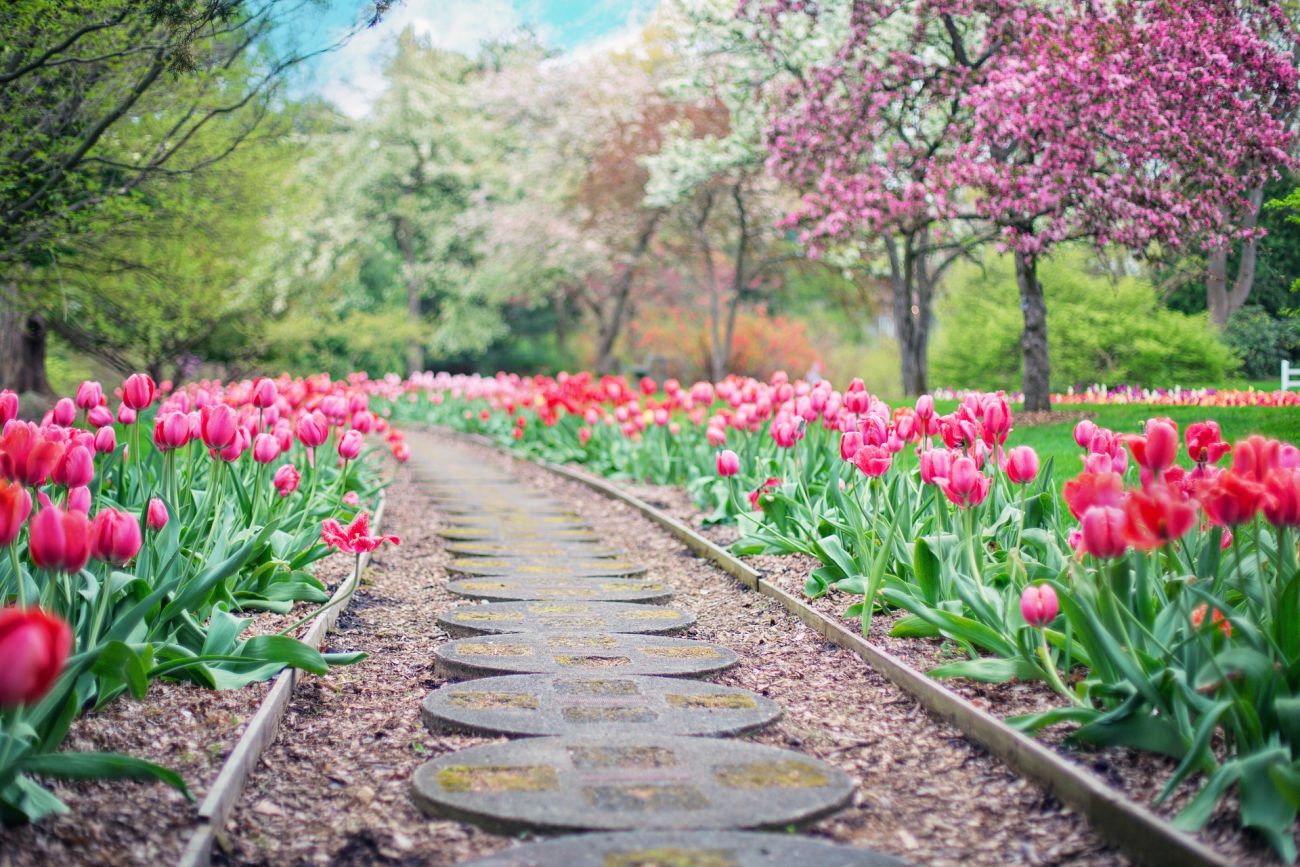 Pink tulips growing beautifully on either side of a garden path