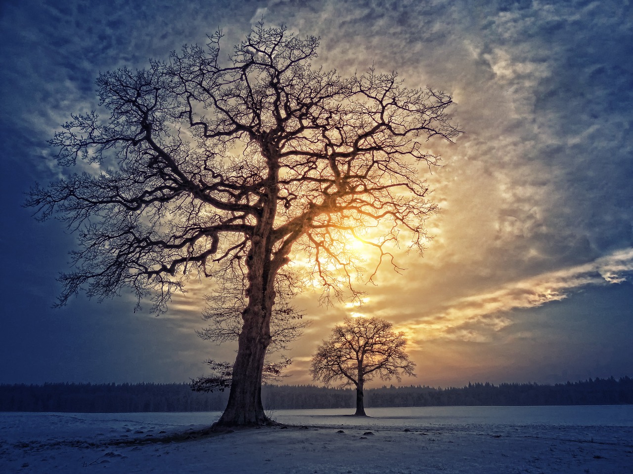A tree without its leaves, standing in a snowy field with golden sunshine in the distance.