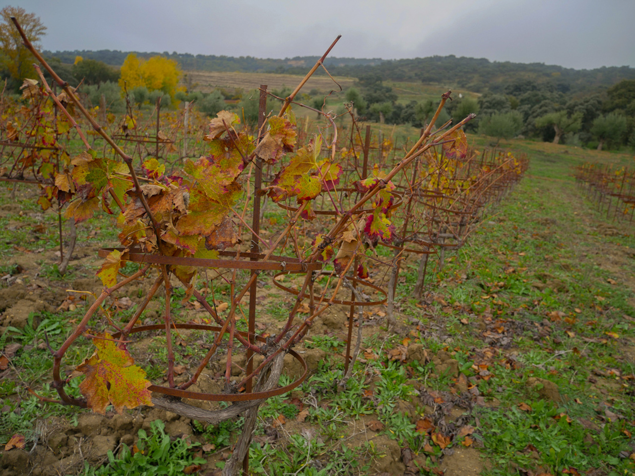 Ring-shaped structures on the vineyard at La Melonera