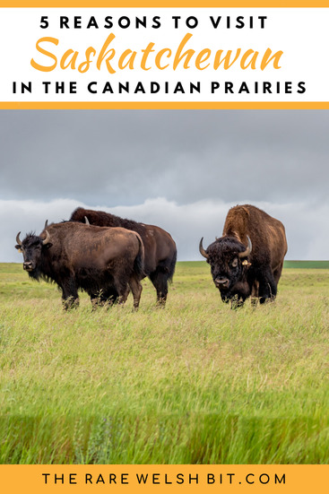 Bison roaming in Saskatchewan, Canada