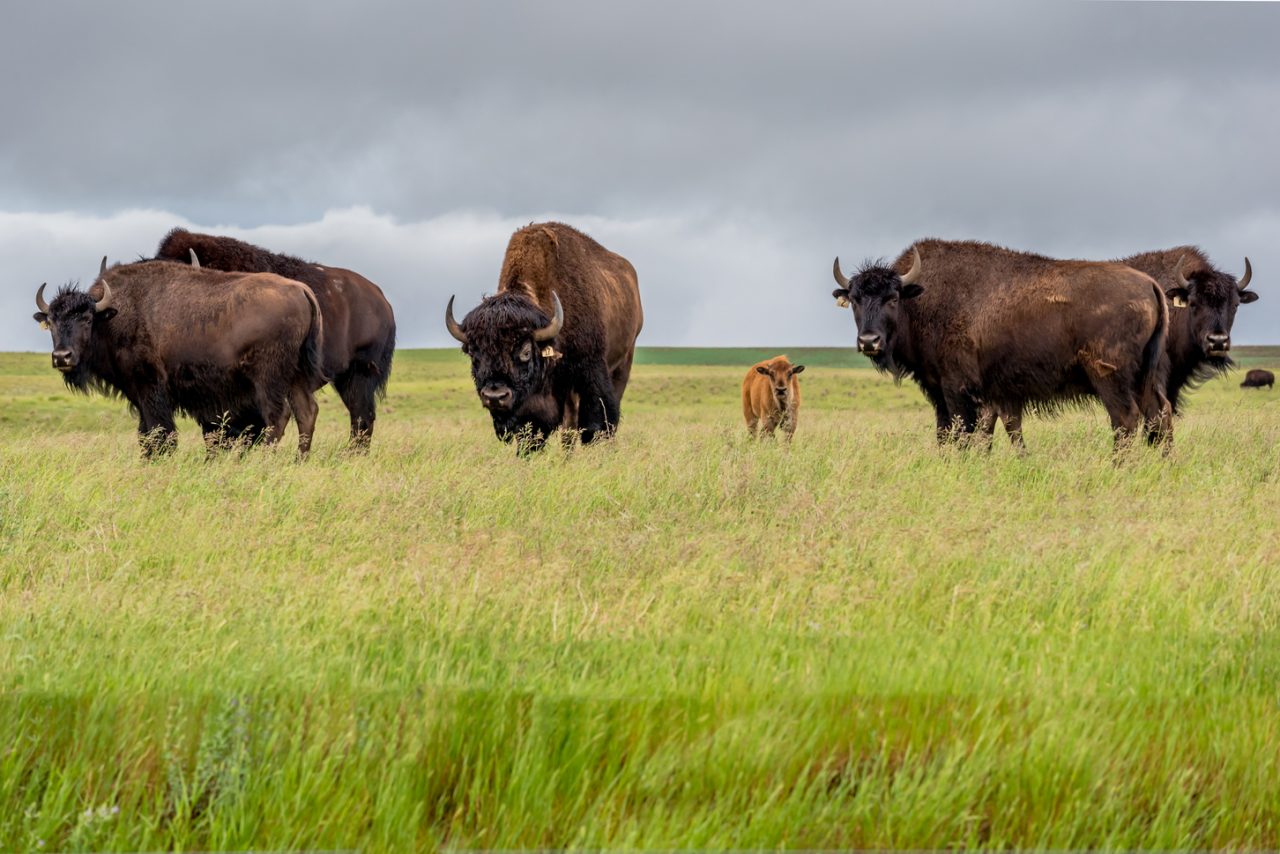 A herd of cows in Saskatchewan, Canada