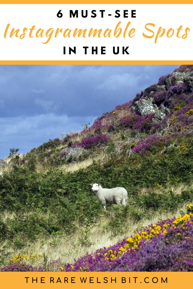 The South Wales Black Mountains, with a sheep and purple and yellow shrubbery