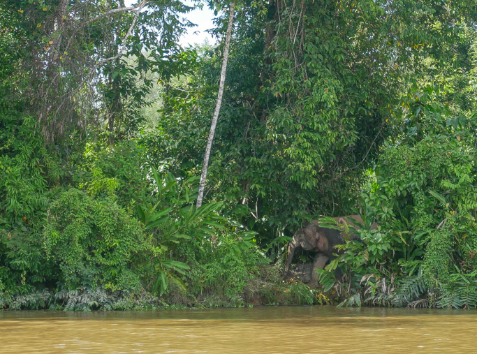 A Borneo pygmy elephant peeks out from the foliage that lines the banks of the Kinabatangan River in Malaysian Borneo.