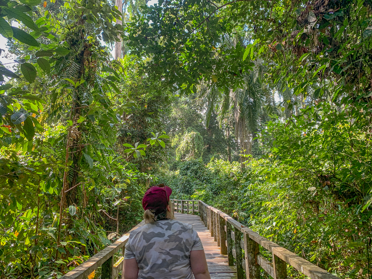 Exploring Sepilok Orang-utan Rehabilitation Centre in Sabah, Borneo (a great example of how. I travel independently).