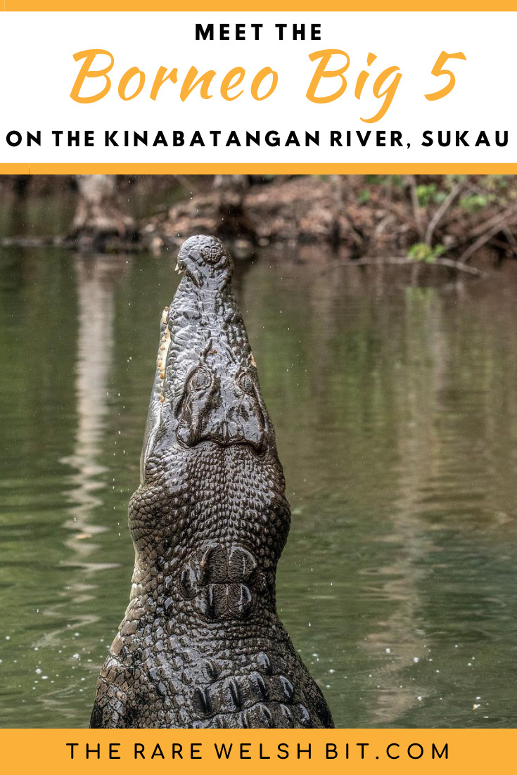 A crocodile snaps his head out of the water to catch its prey.