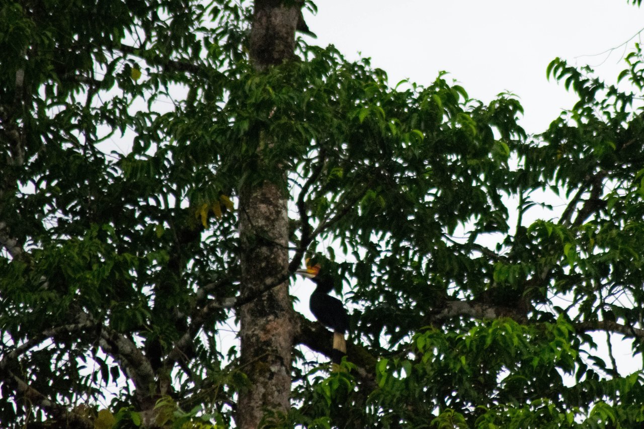 One of Borneo's Big Five, the Rhinoceros Hornbill sitting in a tree
