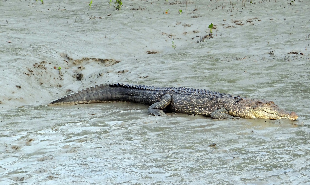 Estuarian (salt water) crocodile on the Kinabatangan River