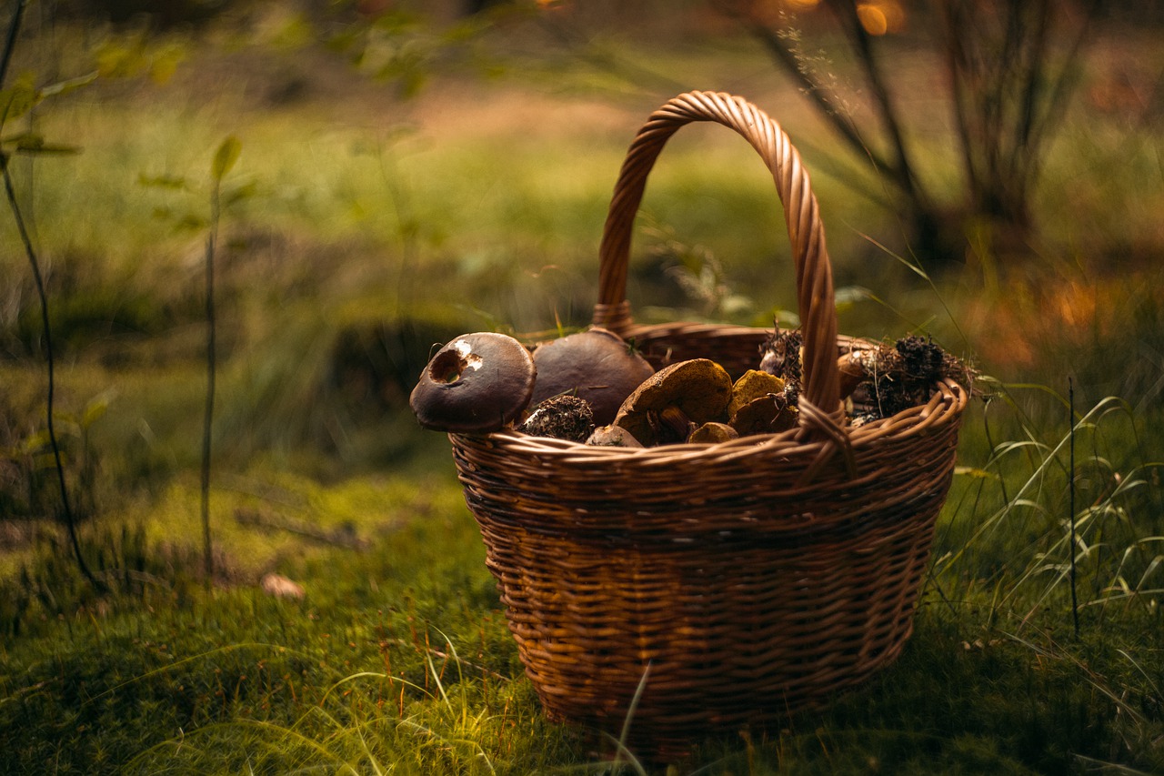 Mushroom foraging - a basket full of wild mushrooms