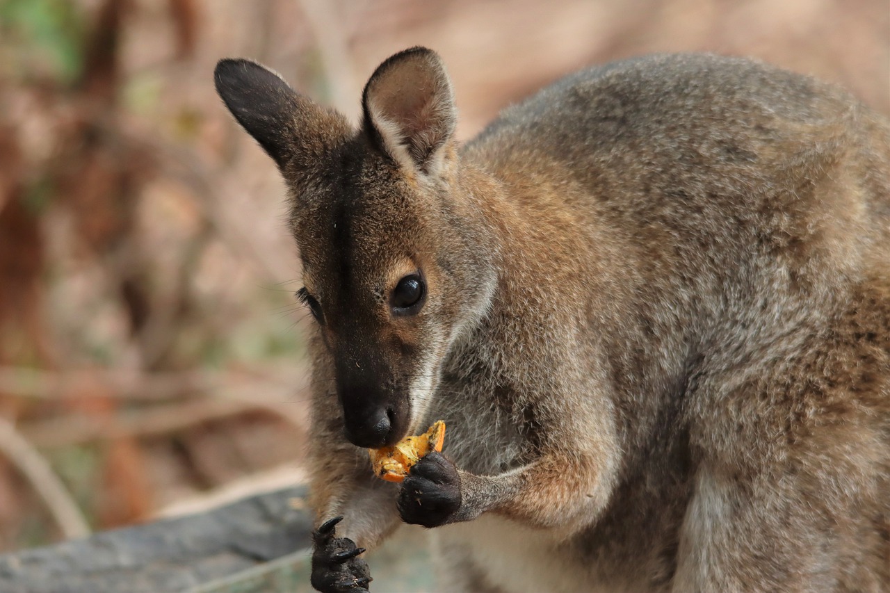 Rock wallaby eating