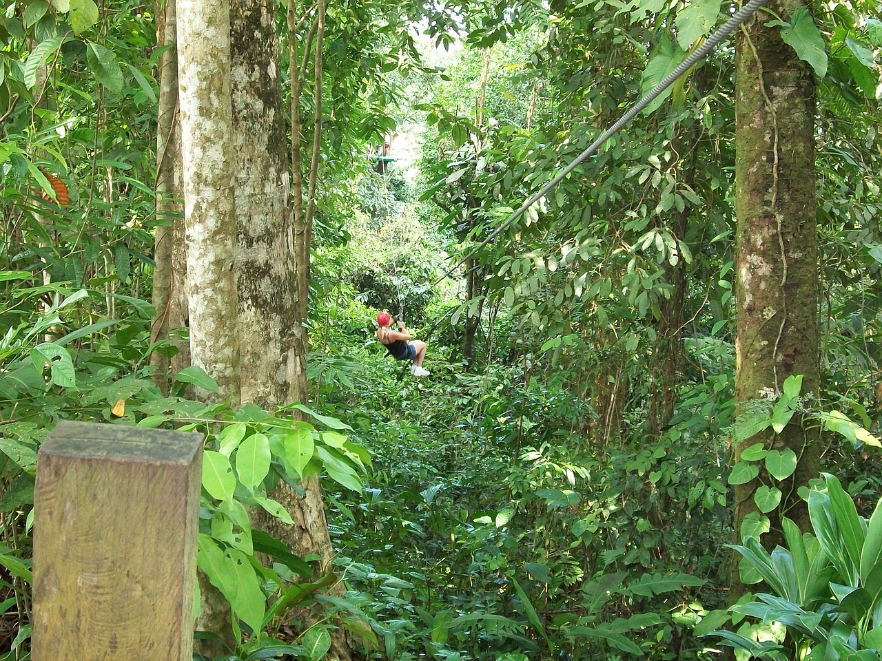 A zipline through a forest