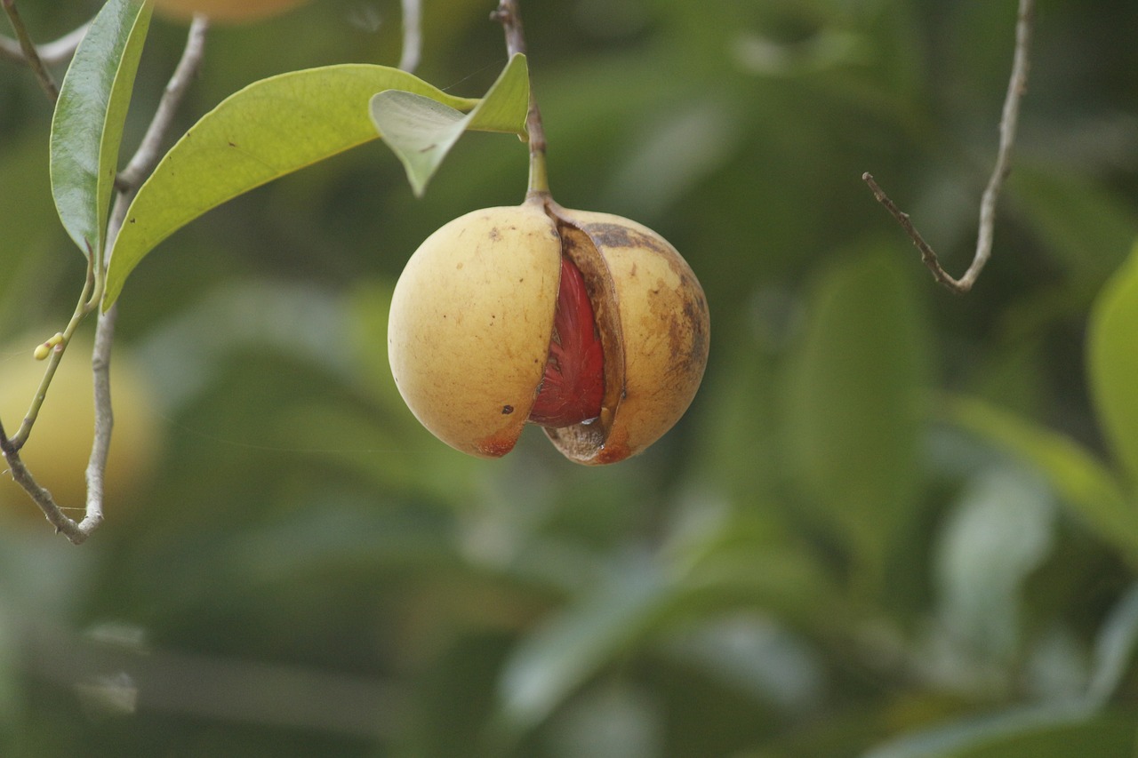 Nutmeg growing in the wild