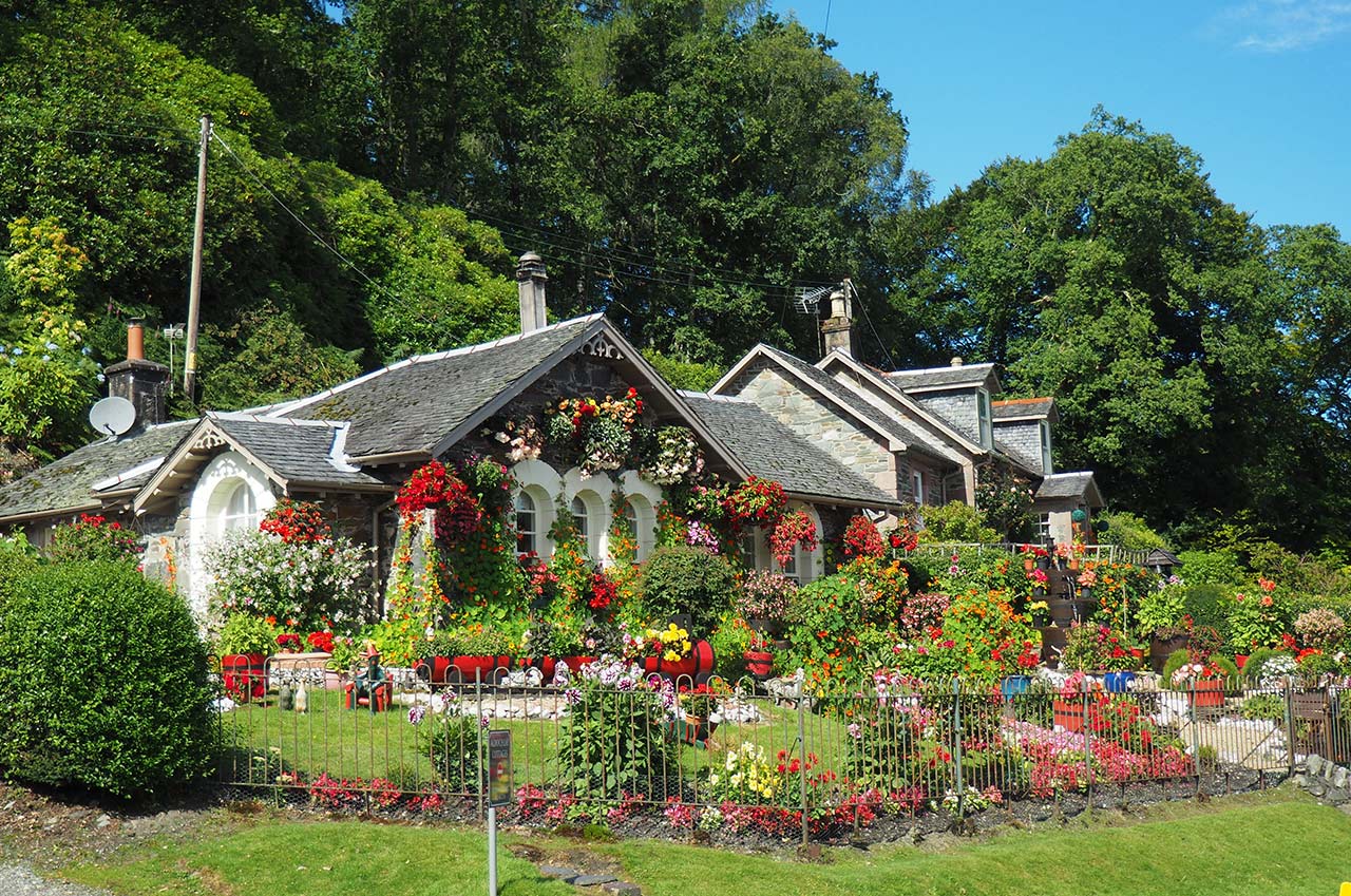 A garden dotted with flowers