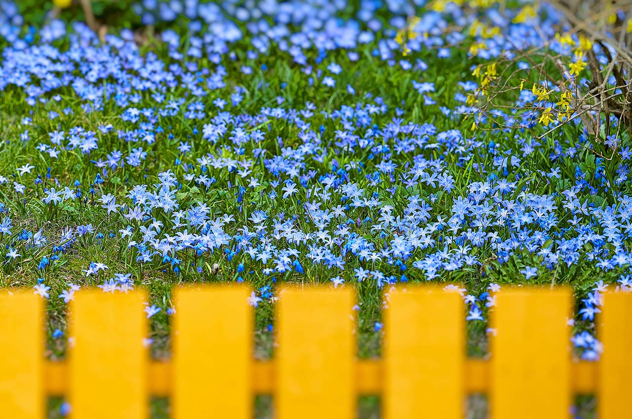 A bright yellow fence with blue flowers behind it