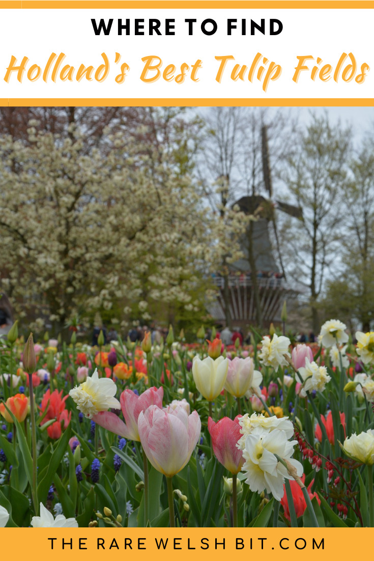 Tulips growing, with a windmill in the background