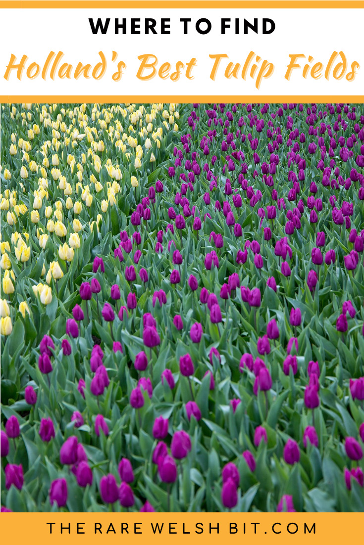 Yellow and purple tulips growing in Keukenhof Gardens, Netherlands