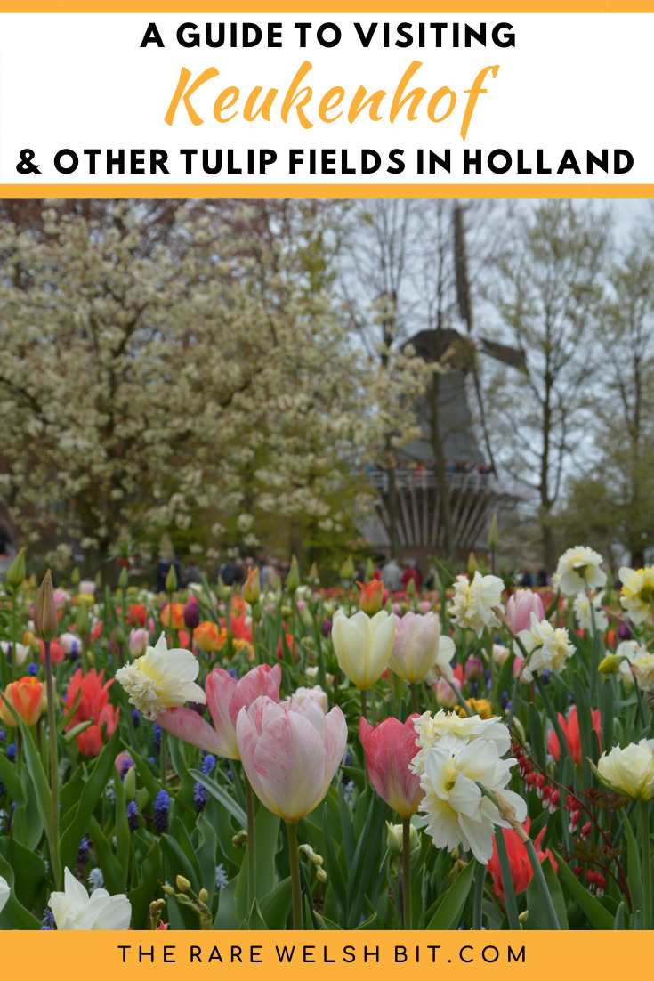 Tulips growing, with a windmill in the background