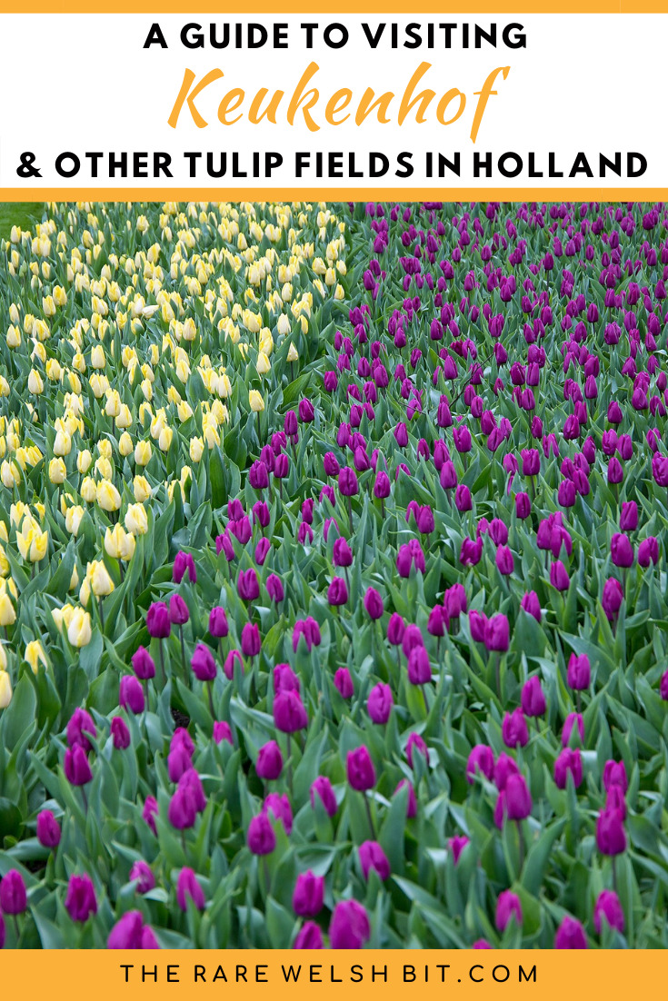 Yellow and purple tulips growing in Keukenhof Gardens, Netherlands