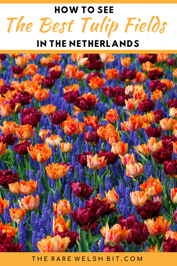Orange, red and purple tulips growing in a field