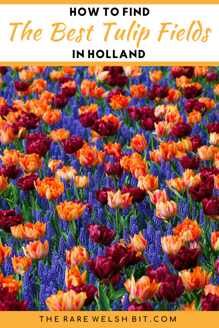 Orange, red and purple tulips growing in a field