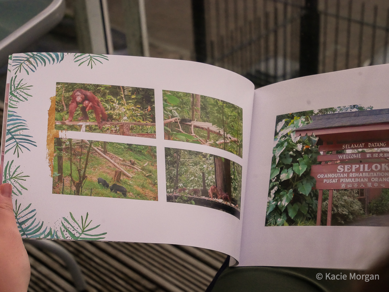The inside pages of my Sabah, Borno photo book