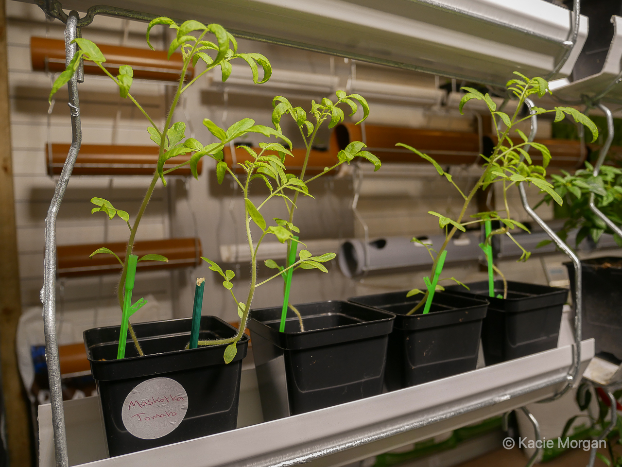 Plants growing in Chepstow's hydroponics shop