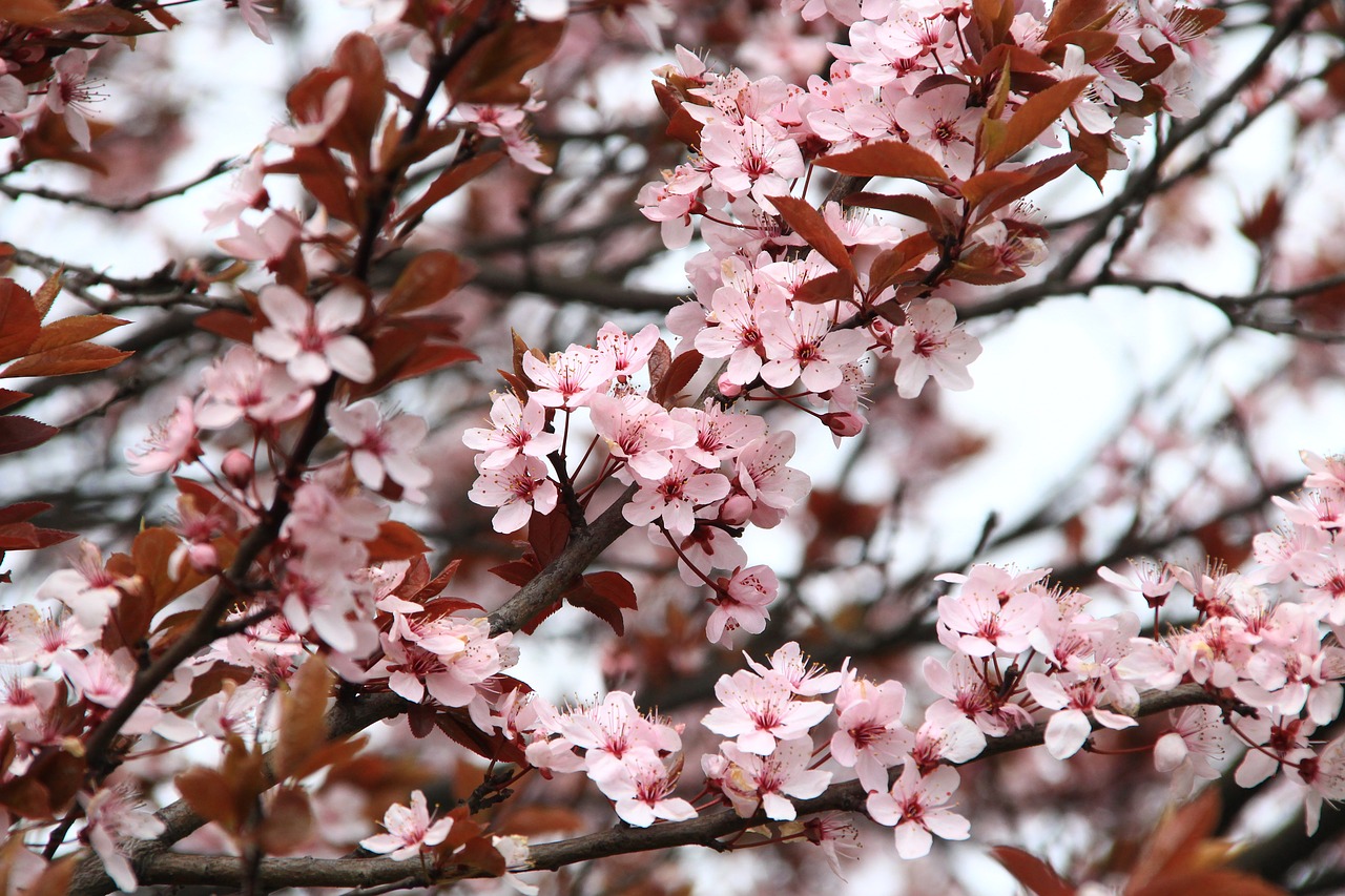 Sakura: Japanese cherry blossoms