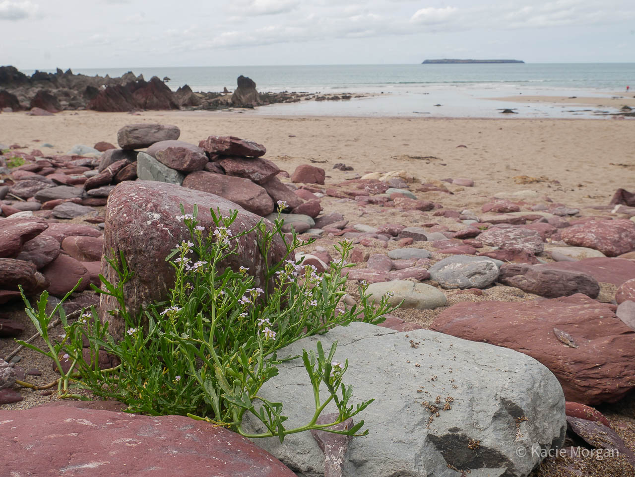 Sea rocket on Dale beach, Pembrokeshire