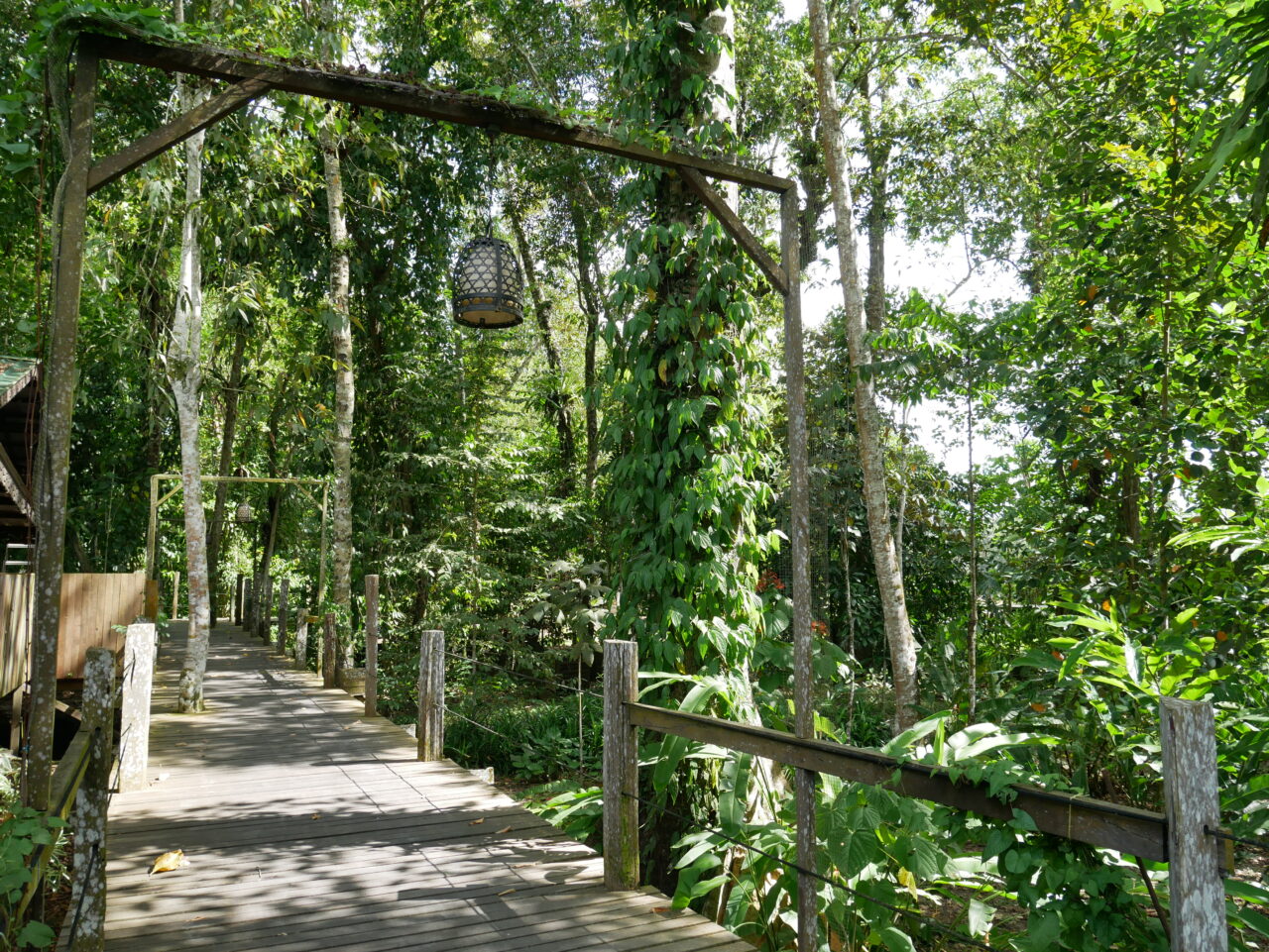 One of the wooden walkways through the rainforest at Sukau Rainforest Lodge