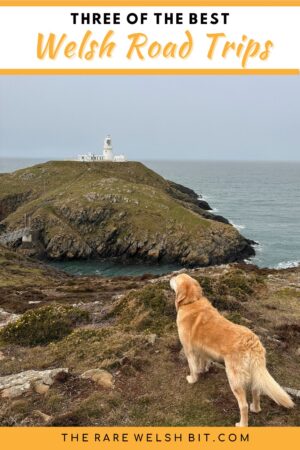 A Golden Retriever dog looking out towards Strumble Head Lighthouse in Pencaer, near Fishguard in Pembrokeshire - a popular stopping point on road trips in Wales.
