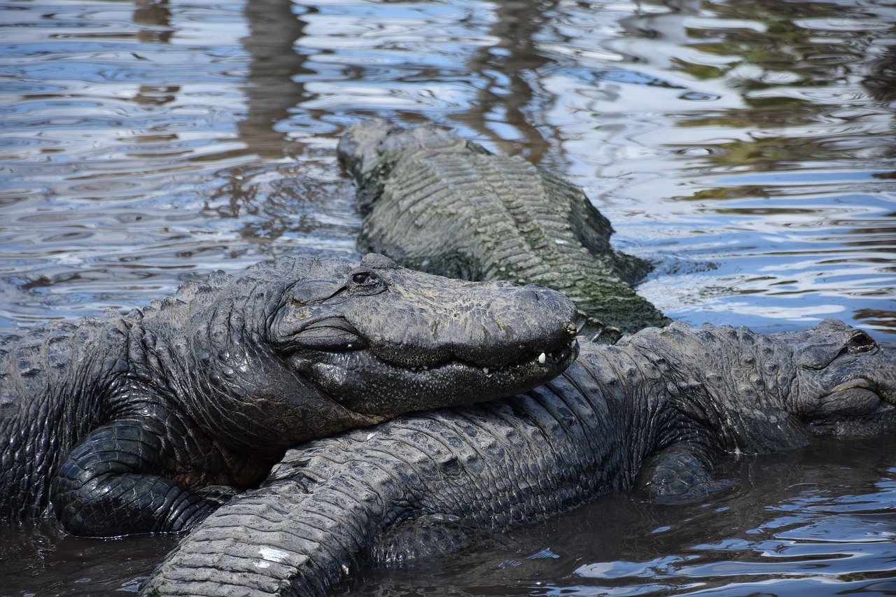 Alligators close-up at Gatorland in Orlando, Florida