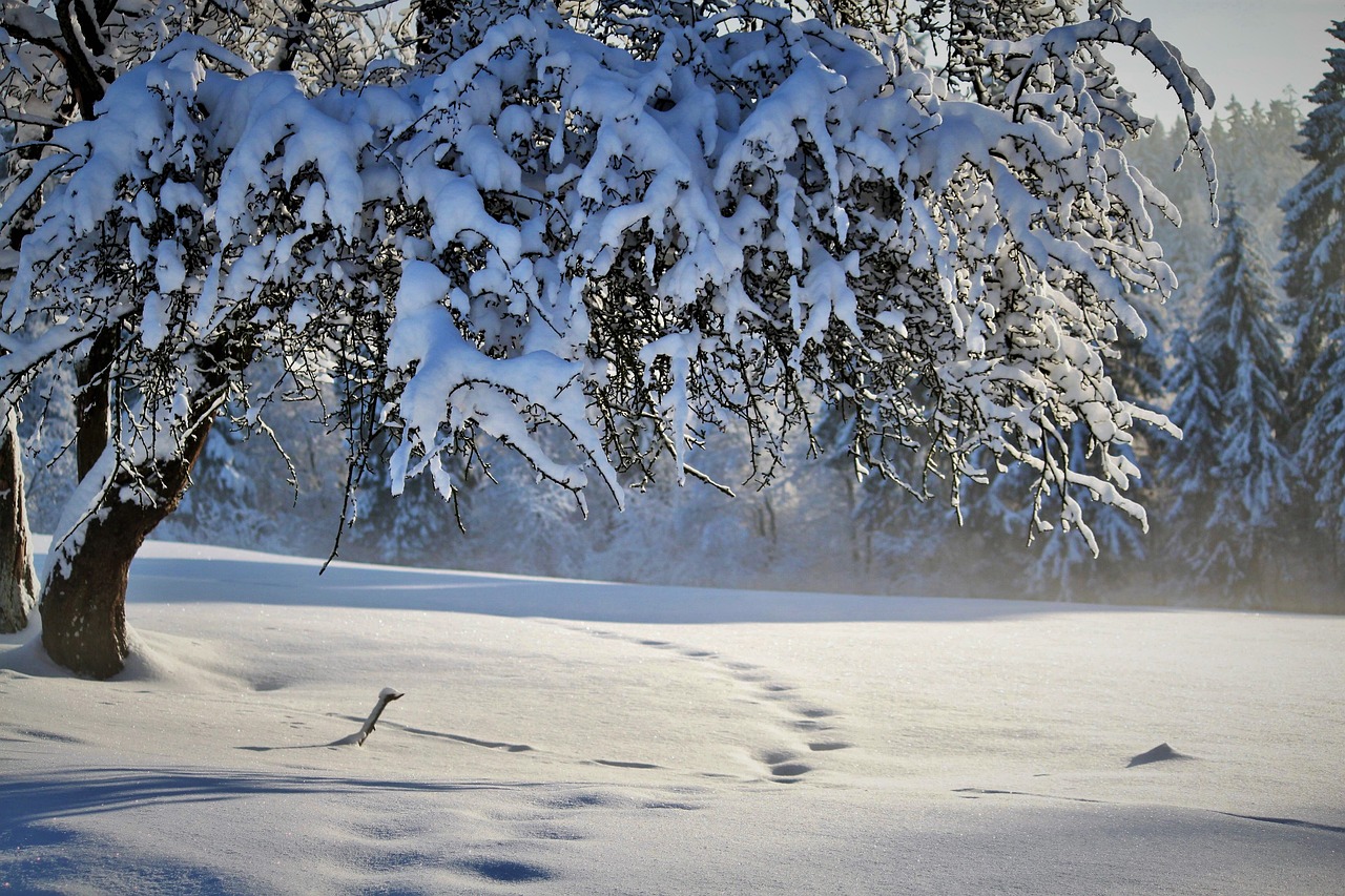A tree covered in snow on a snowy field