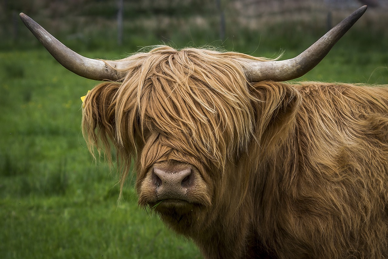 Scottish highlands cattle