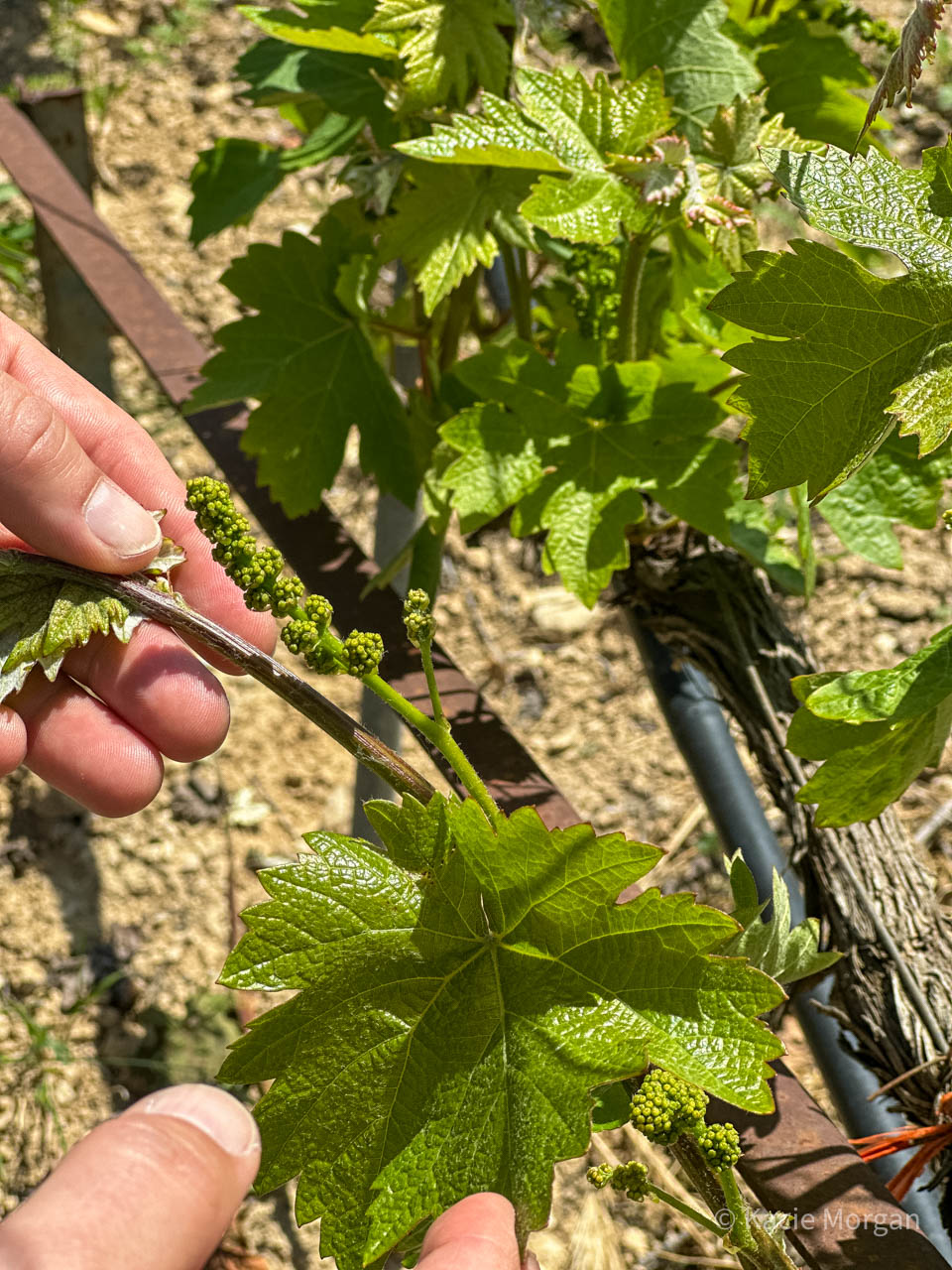 A hand holding one of the grape vines, featuring flower clusters known as grape inflorescences.