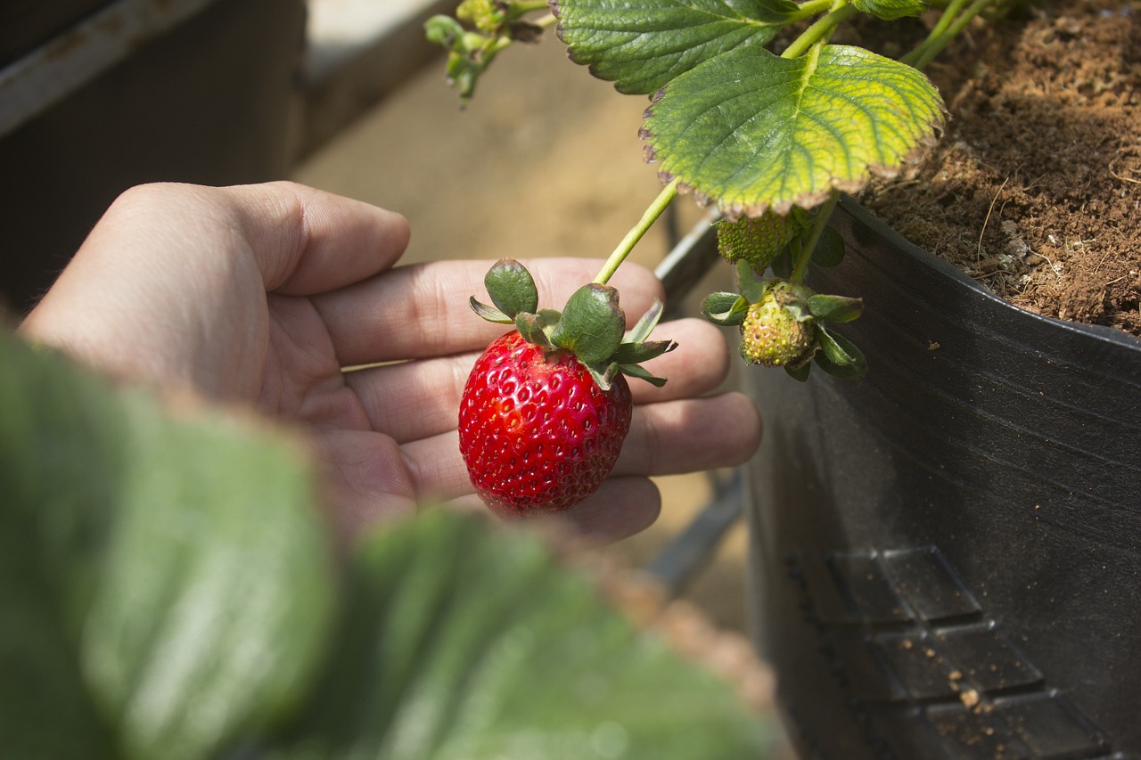 A hand holding a strawberry growing on a plant in a garden.